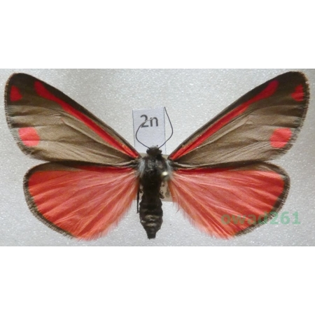 Tyria jacobaeae (Linnaeus, 1758) Czech2n